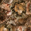 Коллекция Concetto (заказ) - 8330 Petrified Wood